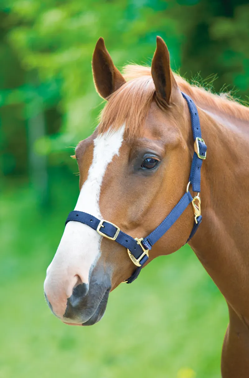 Shires Adjustable Headcollar Navy